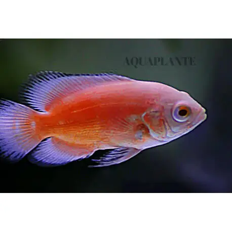 Acheter En Ligne Astronotus ocellatus Albinos Red – Oscar 12-16cm