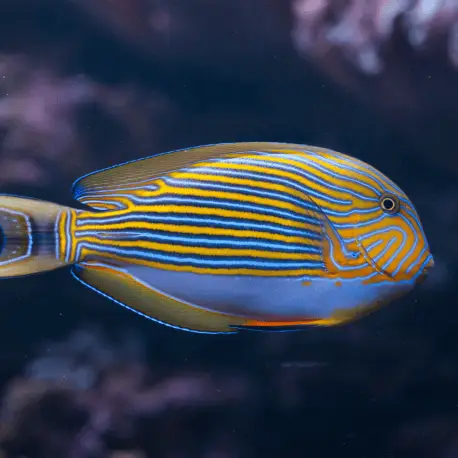 Acanthurus lineatus – Chirurgien rayé S Affaire À Saisir