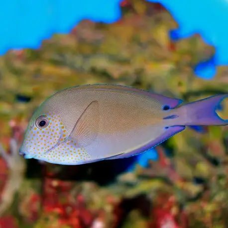 Acanthurus nigrofuscus – Chirurgien brun foncé M-L Affaire À Saisir