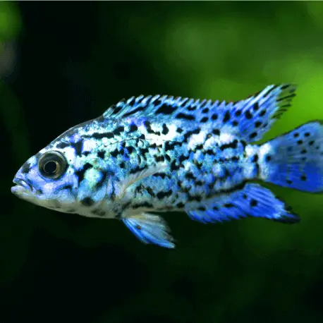 Cichlasoma octofasciatum Blue jack dempsey grade A 8-12cm Remise