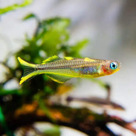 Acheter Direct Pseudomugil Furcatus – Popondetta furcata XL