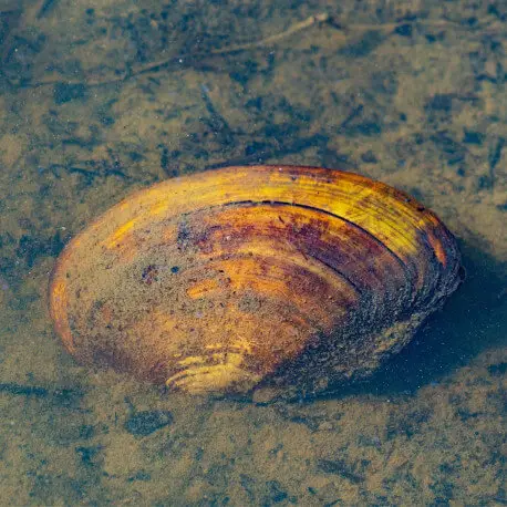 Anodonta Anodonte sp. – Moule d&rsquo;eau douce filtrante pour bassin Expédition Rapide