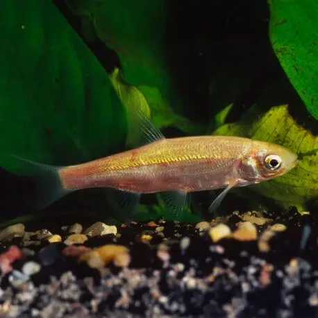 Super Prix Ide melanote (Leuciscus idus) – poisson de bassin