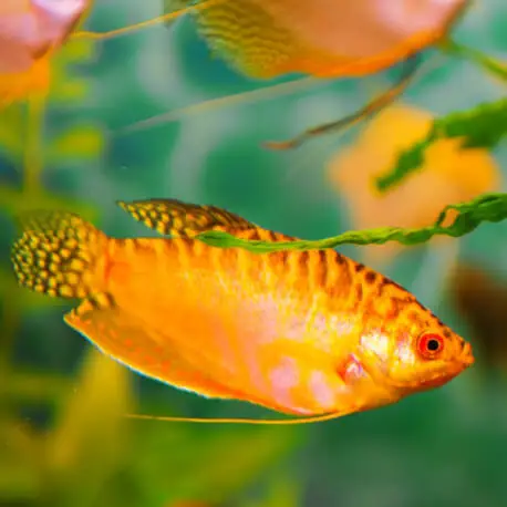 Trichogaster Trichopterus gold orange – Gourami Gold orange Meilleure Vente