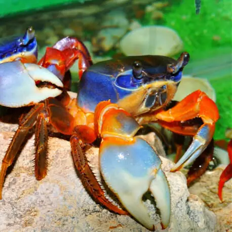 Cardisoma armatum – Crabe tricolore terrestre XL Réduction