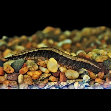 Authentique Macrognathus circumcinctus – Anguille épineuse à ceinture