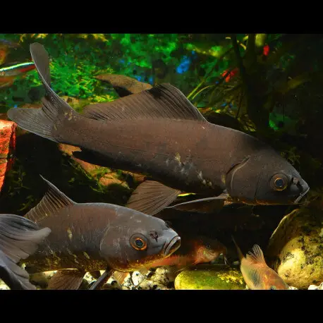 Carassius auratus black – Poisson rouge forme noire 6-8cm Offre Limitée