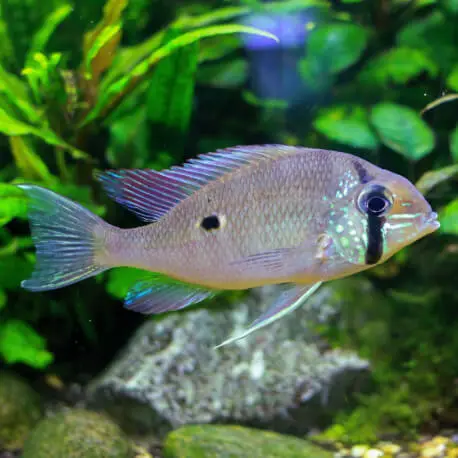 Satisfait Ou Remboursé Geophagus taeniopareius – Colombie 4-5cm
