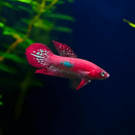 Betta coccina – Betta / combattant écarlate Offre Spéciale