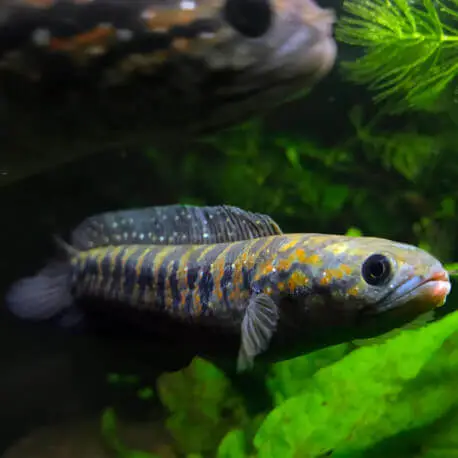 Channa asiatica sp. Kalimaya 20-25cm – Tête de serpent de Kalimaya Retour Gratuit