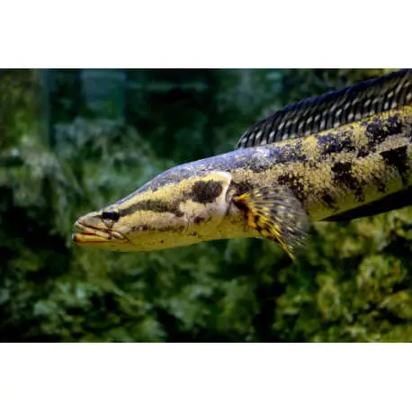 Channa lucius M – Tête de serpent rare Dernier Modèle