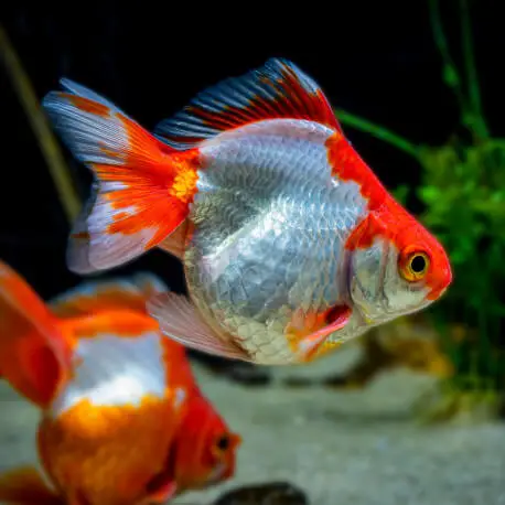 Carassius auratus Ryukin mix – Poisson japonais 5-7cm Petit Prix