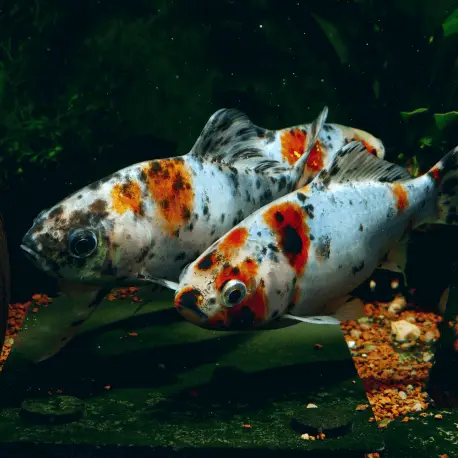 Carassius auratus – Shubunkin 5-6cm Usine Directe