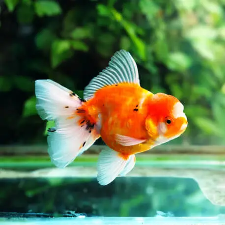 Carassius auratus Oranda tête de lion mix – Poisson japonais 5-7cm Expédition Rapide