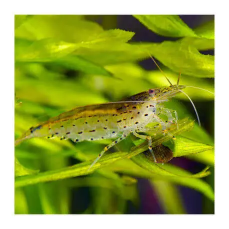 10x Crevette Caridina Multidentata Japonica – Amano Shrimp Anti-Algues – Taille S-M Livraison Express