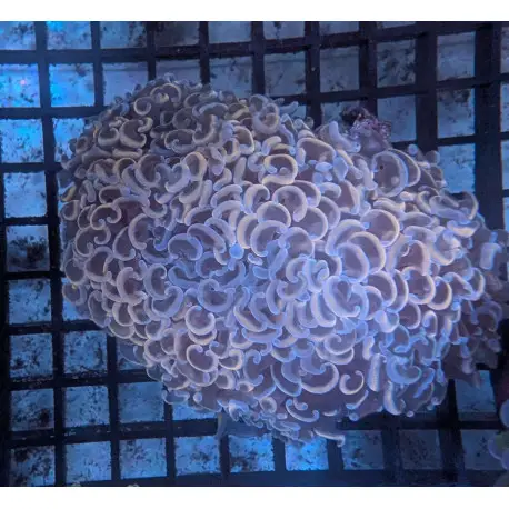 Authentique Euphyllia Ancora Pink Hammer LPS – Corail pour aquarium
