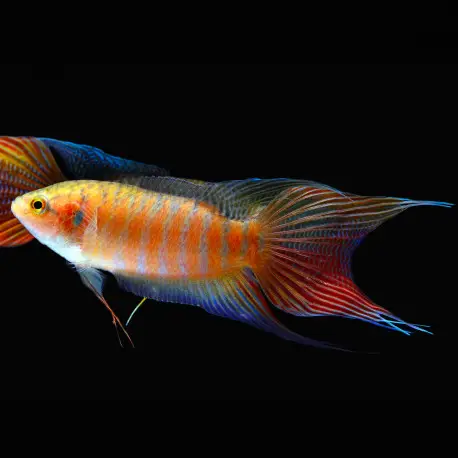 Seulement Aujourd&rsquo;hui Macropodus opercularis Albinos red – Poisson paradis