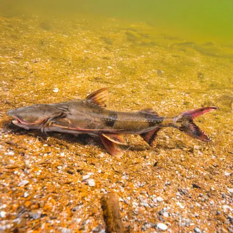 Bagarius bagarius M (environ 15cm) – Poisson-chat géant d&rsquo;eau douce Prix Bas