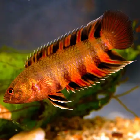 Top Vente Microctenopoma ansorgii – Gourami africain à nageoires rouges