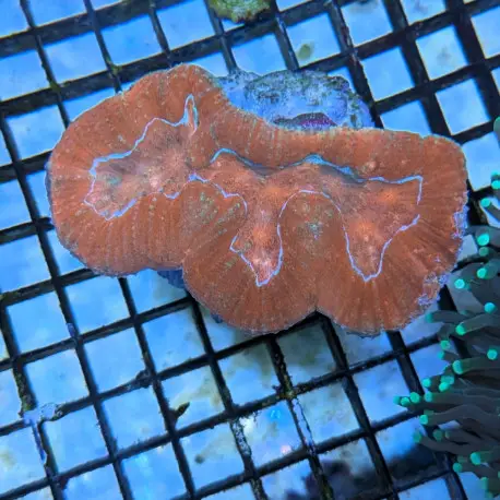 Seulement Aujourd&rsquo;hui Lobophyllia SP. Orange LPS – Corail pour aquarium