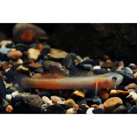 Sicyopus rubicundus – Gobie coloré (Sauvage – Indonésie) Solde