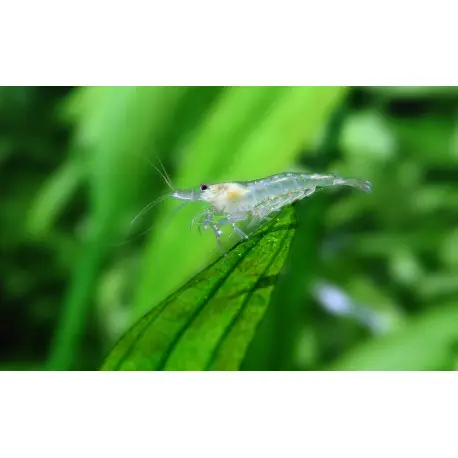 Caridina Multidentata snow white – Crevette Japonica Amano Anti-Algues Aquarium Eau Douce – Taille S-M Expédition Rapide