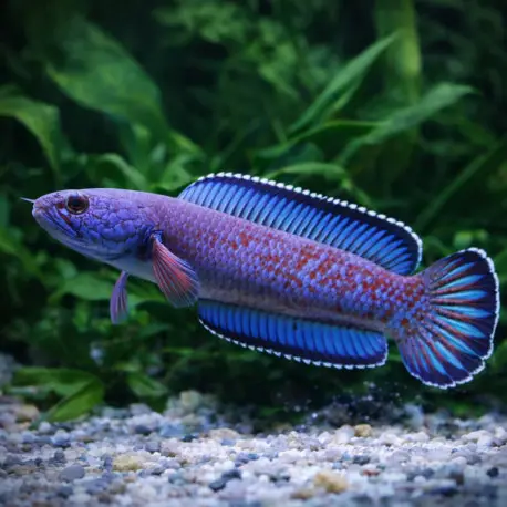 Channa aristonei – Poisson Channa rare pour aquarium d eau douce Prix Bas
