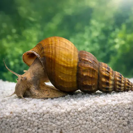 Brotia herculea – Escargot Herculea géant pour aquarium eau douce Jusqu&rsquo;à Épuisement Des Stocks