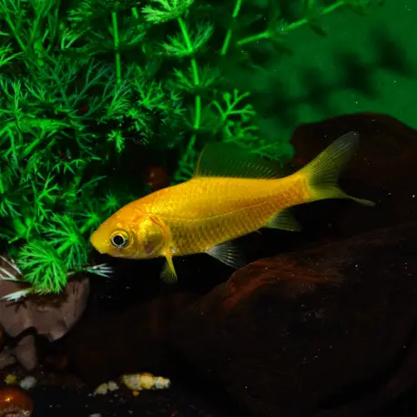 Carassius auratus – Poisson jaune 15-18cm Dernier Modèle