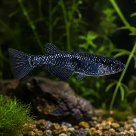 Vente Directe Medaka Black Dragon (Oryzias latipes) – poisson japonais noir