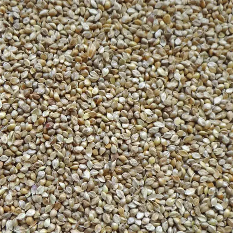 Graines de Millet Japonais Versele Laga au kg Meilleur Choix