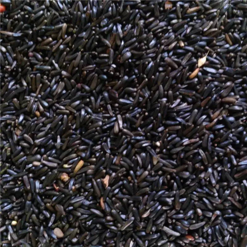 Graines de Niger – Détail 4 kg Usine Directe
