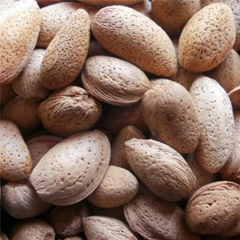 Offre Du Jour Amandes en Coques – 500 gr