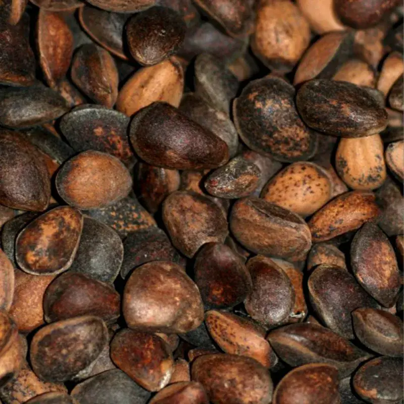 Top Vente Noix de Cèdre – 500 gr