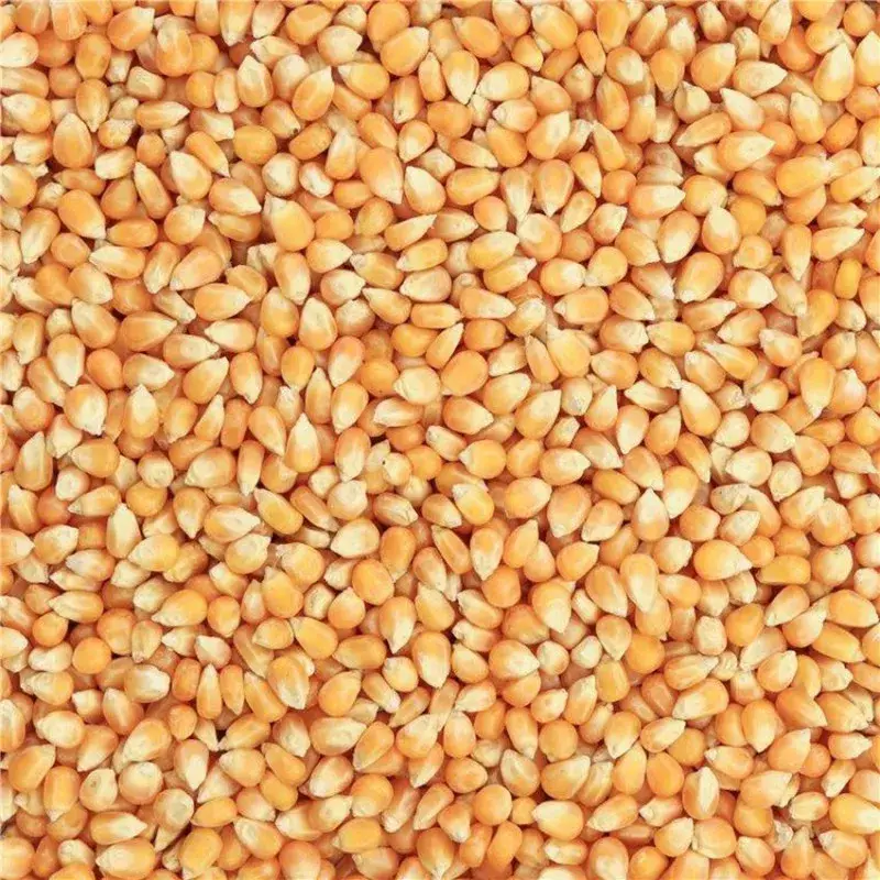Grains de Maïs français – 20 kg Vente Flash