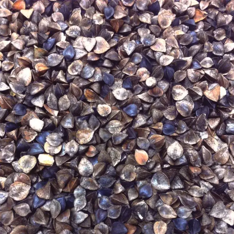 Graines de Sarrasin – Détail 1 kg Affaire À Saisir