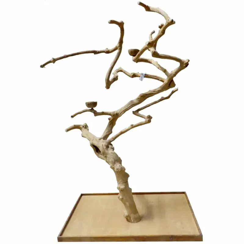 Authentique Arbre en Bois Java – Taille Extra Large – AL30219
