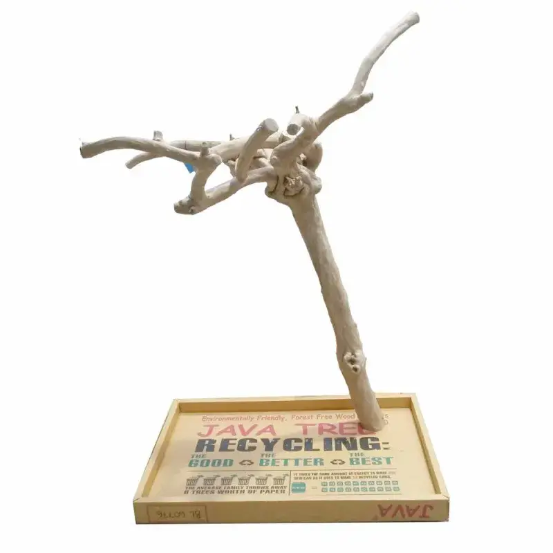 Dernier Modèle Arbre en Bois de Java – Taille Large – BL 60776