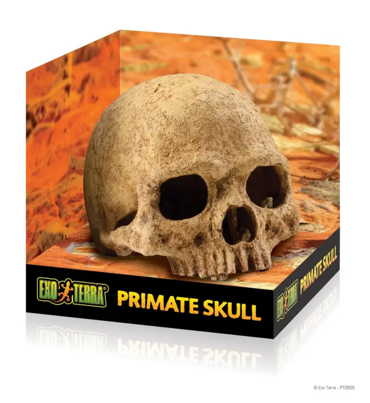 Exo Terra – D&eacute;coration Cr&acirc;ne Primate Skull pour Terrarium Seulement Aujourd&rsquo;hui