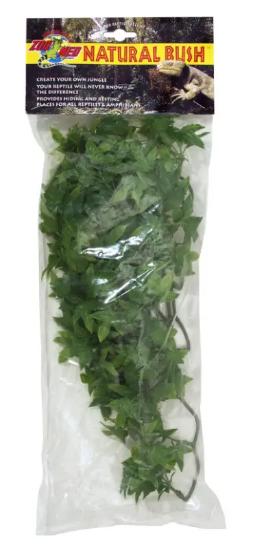 Zoomed – Plante Congo Ivy pour Terrarium Soldes