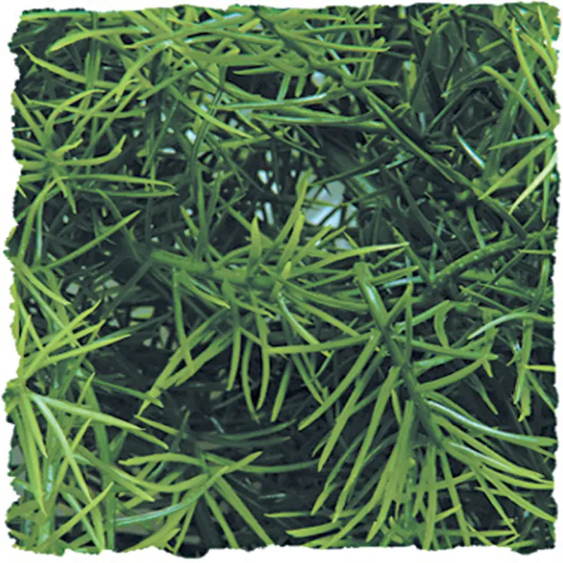 Zoomed – Plante Cashuarina pour Terrarium Vente Directe