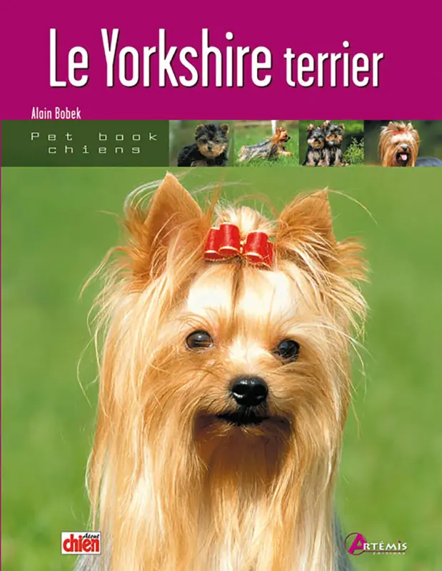 Affaire À Saisir Art&eacute;mis – Le Yorkshire Terrier