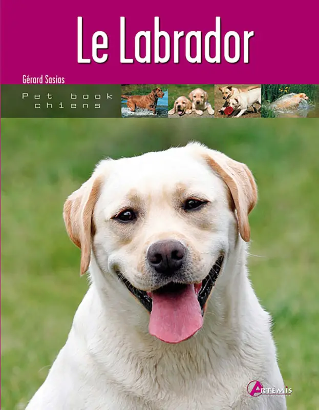Quantité Limitée Art&eacute;mis – Le Labrador