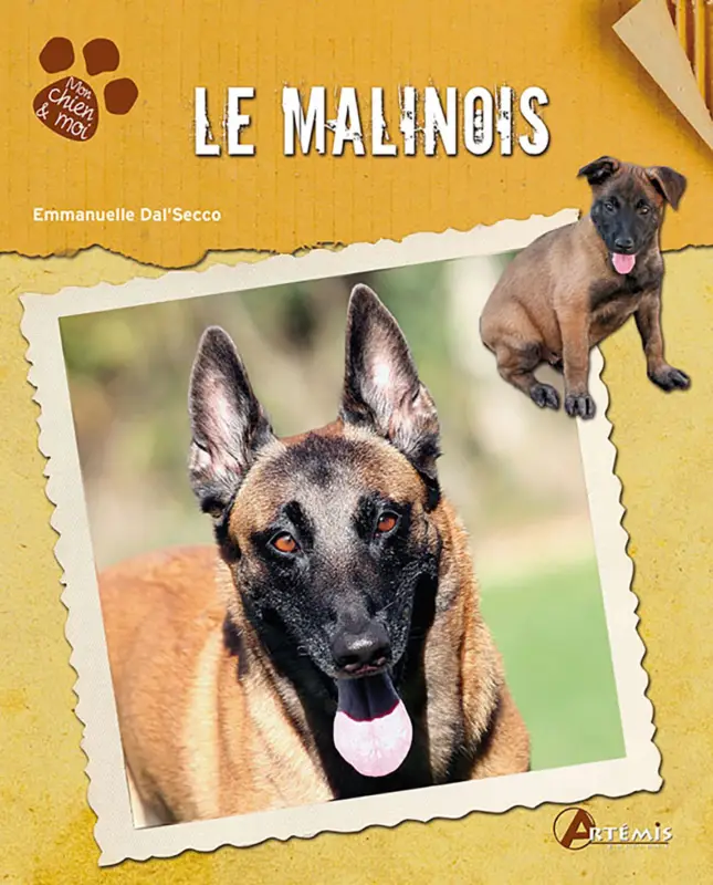 Art&eacute;mis – Le Malinois Vente Directe
