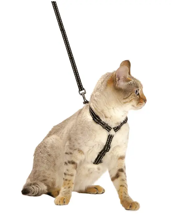 Seulement Aujourd&rsquo;hui Bobby – Kit Harnais + Laisse SAFE pour Chat