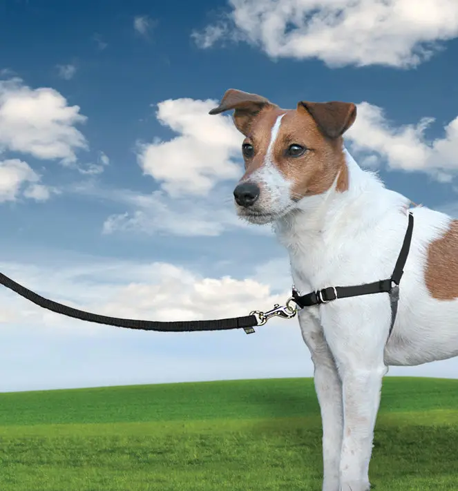 Solde PetSafe – Harnais Easy Walk pour Chien Noir