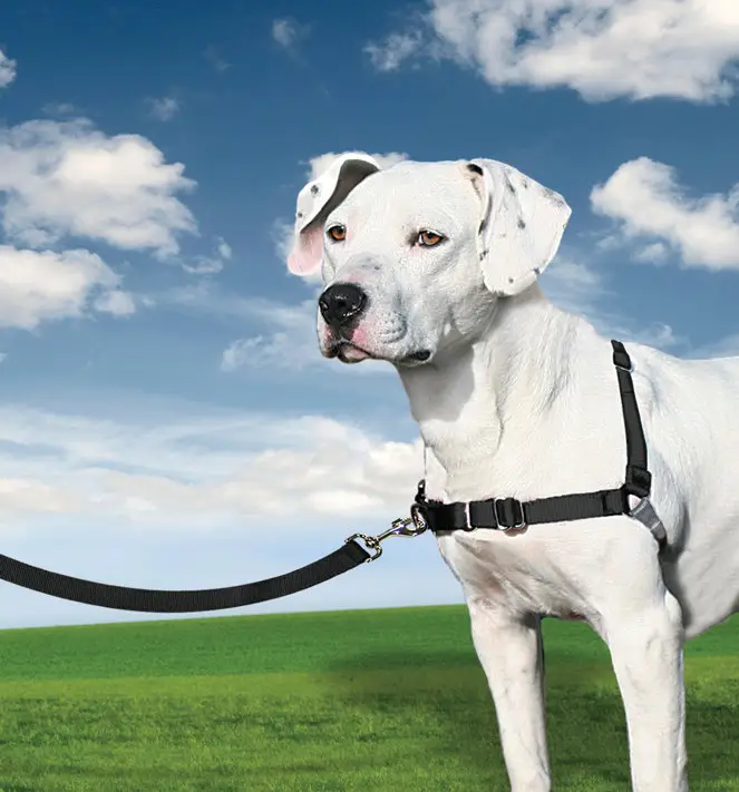 PetSafe – Harnais Easy Walk pour Chien Noir Bon Plan
