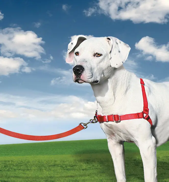 Meilleur Prix PetSafe – Harnais Easy Walk pour Chien Noir