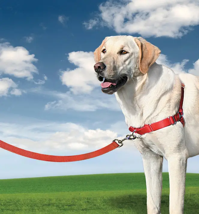 Promotion Saisonnière PetSafe – Harnais Easy Walk pour Chien Noir