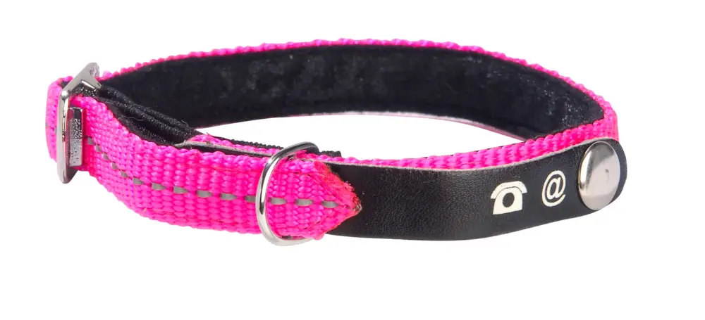 Bobby - Collier Lost Rose pour Chat Bon Plan